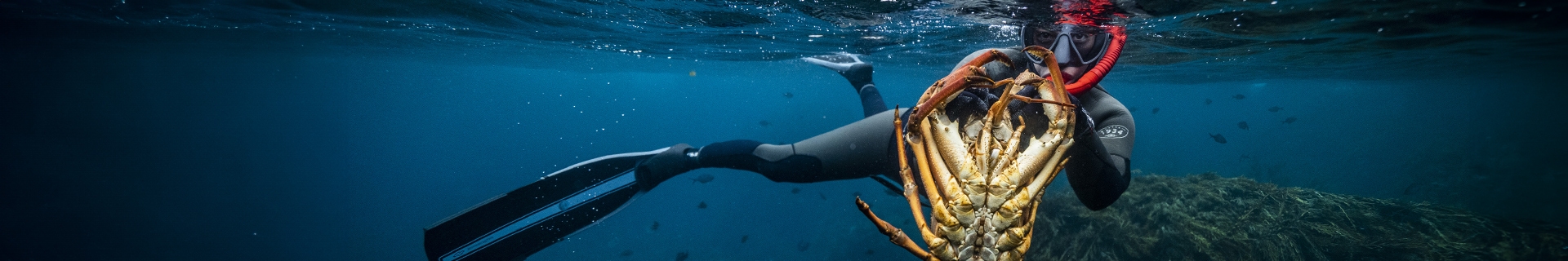 Diving Fins