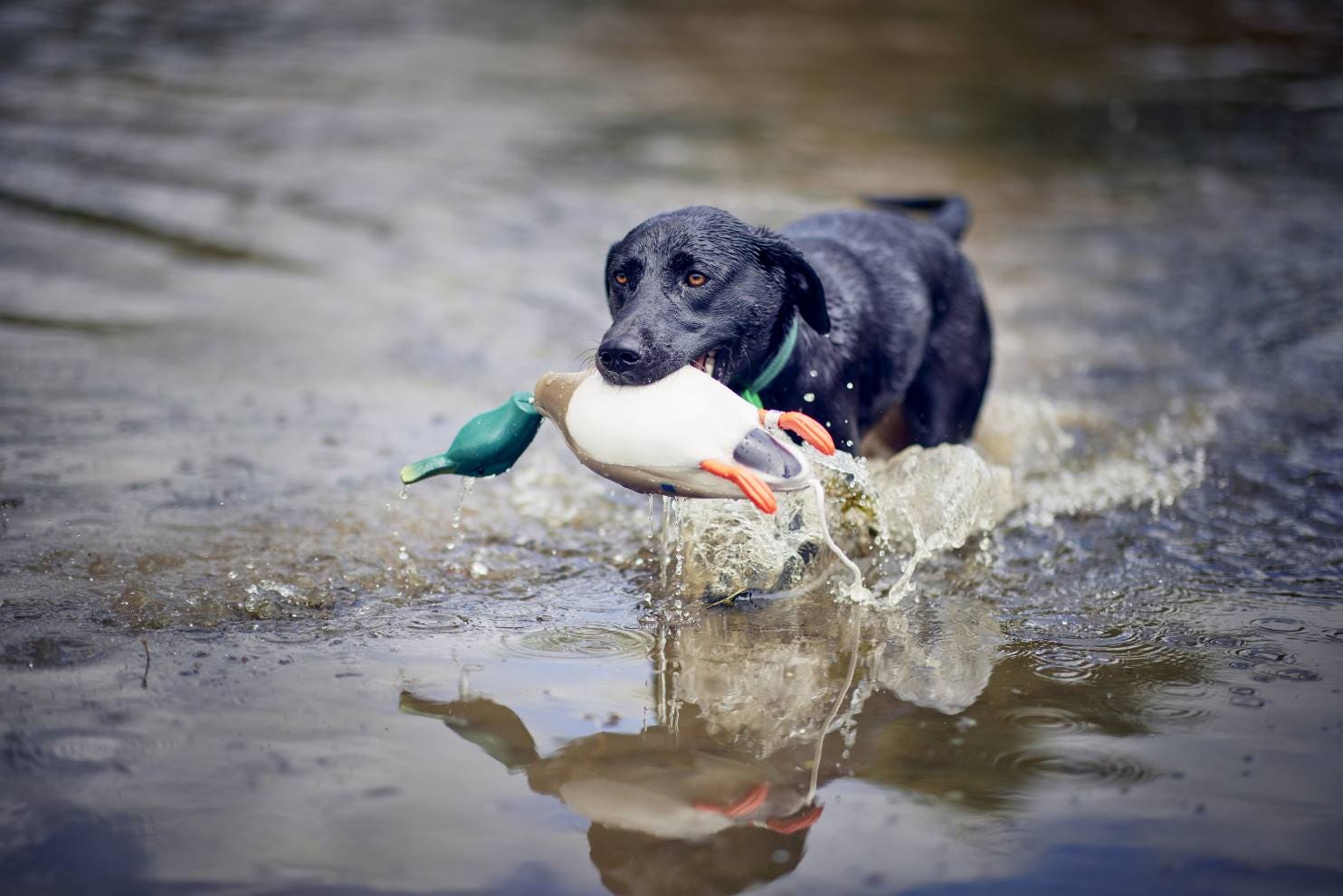 Getting your Dog Ready this Season 